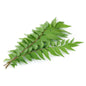 Curry Leaves 100 gm