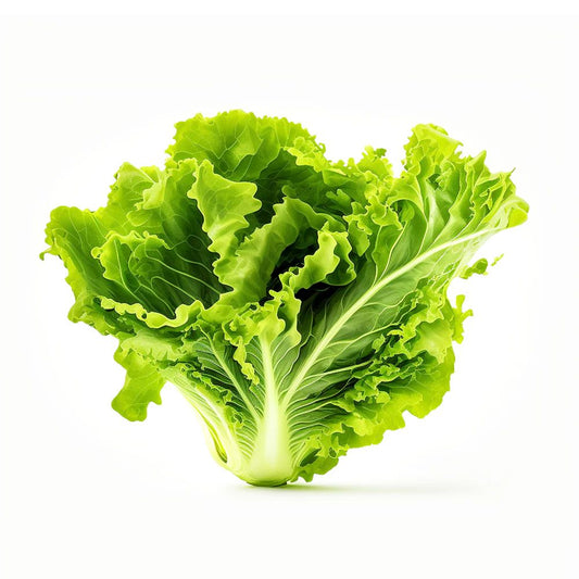 Lettuce